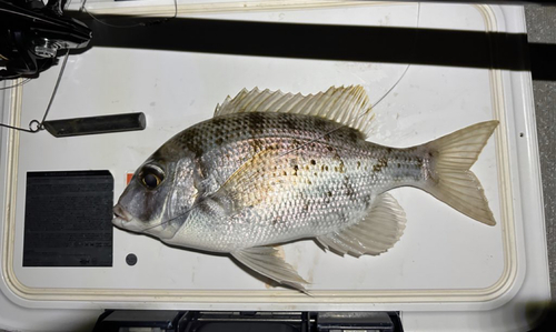 メイチダイの釣果