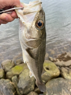 スズキの釣果