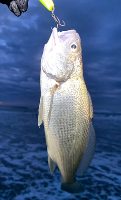 イシモチの釣果