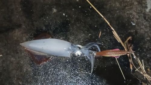 ケンサキイカの釣果