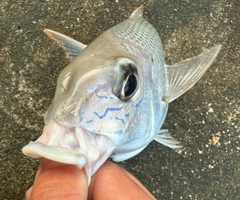 サザナミダイの釣果