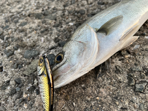 スズキの釣果