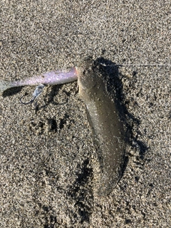 シタビラメの釣果