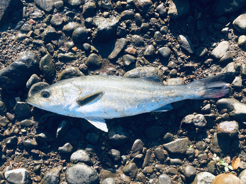 マルスズキの釣果