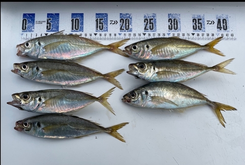 アジの釣果