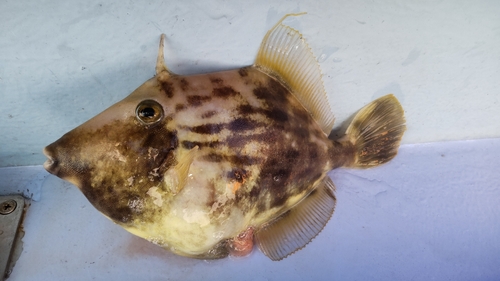 カワハギの釣果