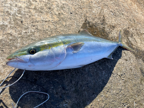 ワラサの釣果