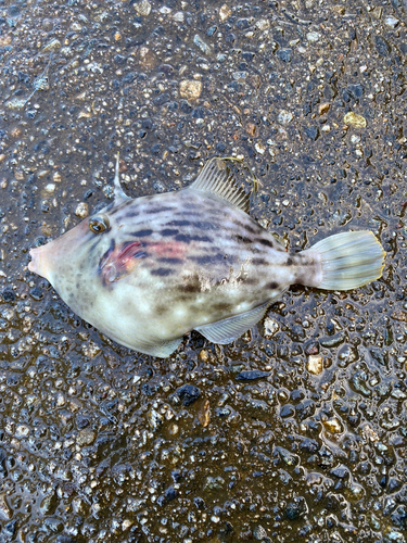 カワハギの釣果