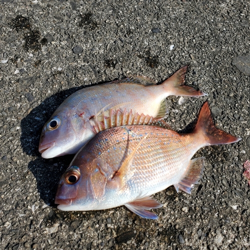 マダイの釣果