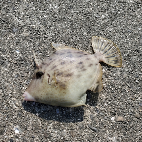 カワハギの釣果