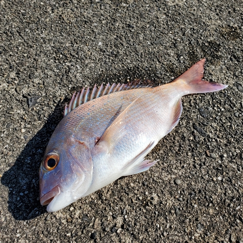 マダイの釣果