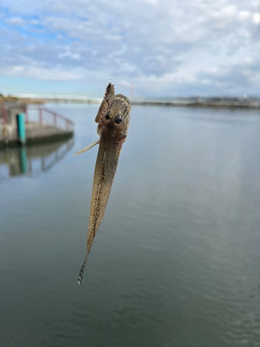 マハゼの釣果