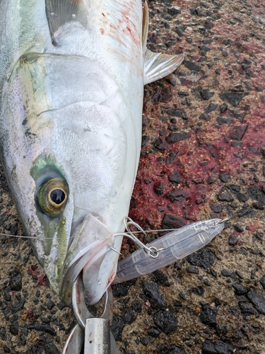 ヤイトの釣果