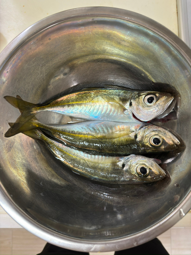 アジの釣果