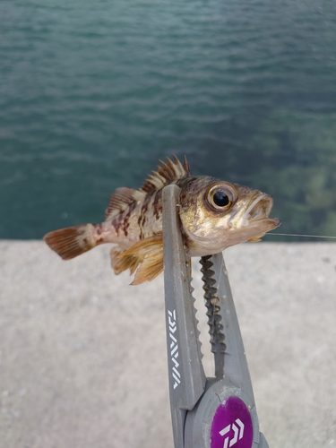 メバルの釣果