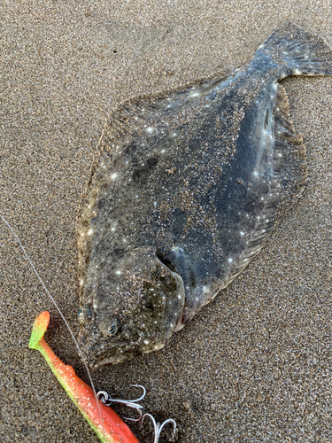 ヒラメの釣果