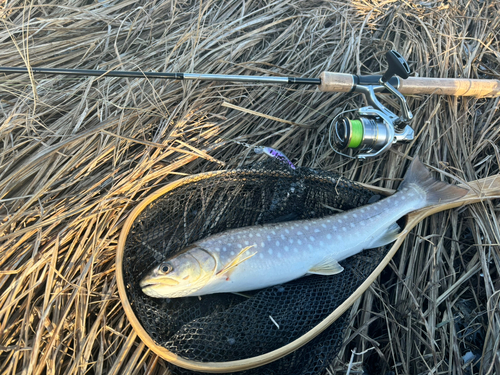 アメマスの釣果