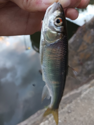 オイカワの釣果