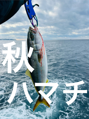 ハマチの釣果