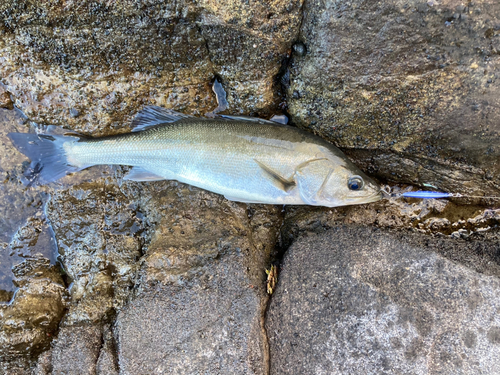 スズキの釣果