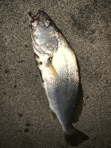 ニベの釣果