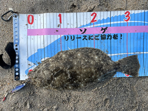 ソゲの釣果