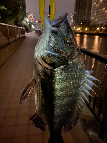 クロダイの釣果