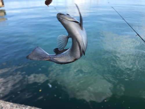 メジナの釣果