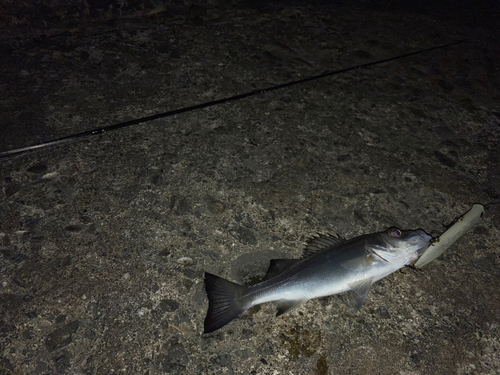 ヒラスズキの釣果