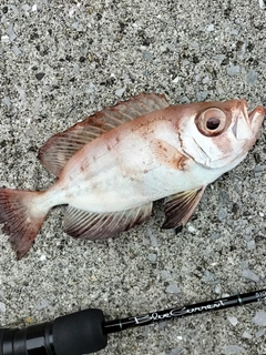 キントキダイの釣果