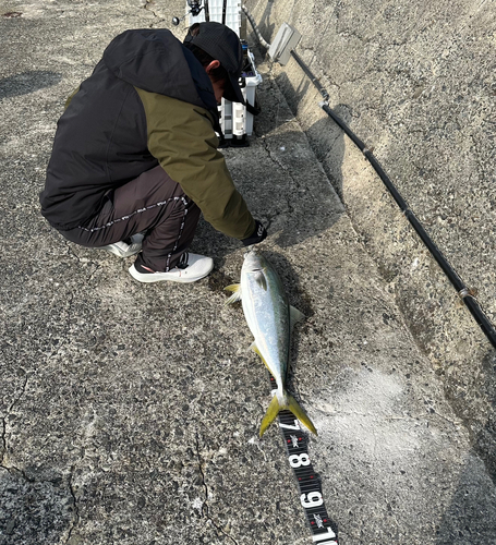 ハマチの釣果