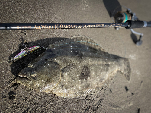 ヒラメの釣果