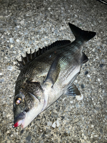 クロダイの釣果