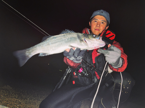 フッコ（ヒラスズキ）の釣果