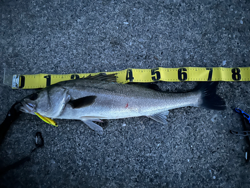 シーバスの釣果