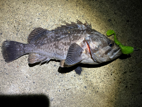 クロソイの釣果