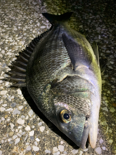 チヌの釣果