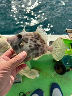 カワハギの釣果