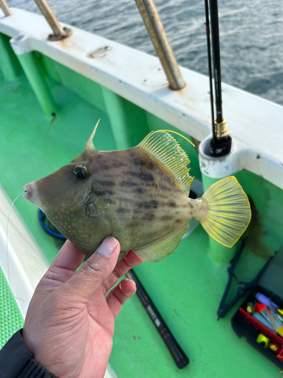 きンちゃンさんの釣果 2枚目の画像