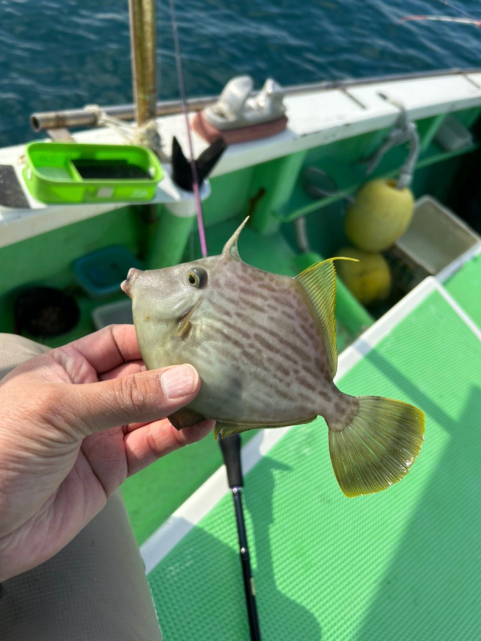 きンちゃンさんの釣果 3枚目の画像