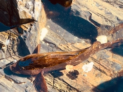 アイナメの釣果