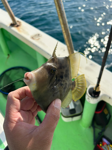 カワハギの釣果