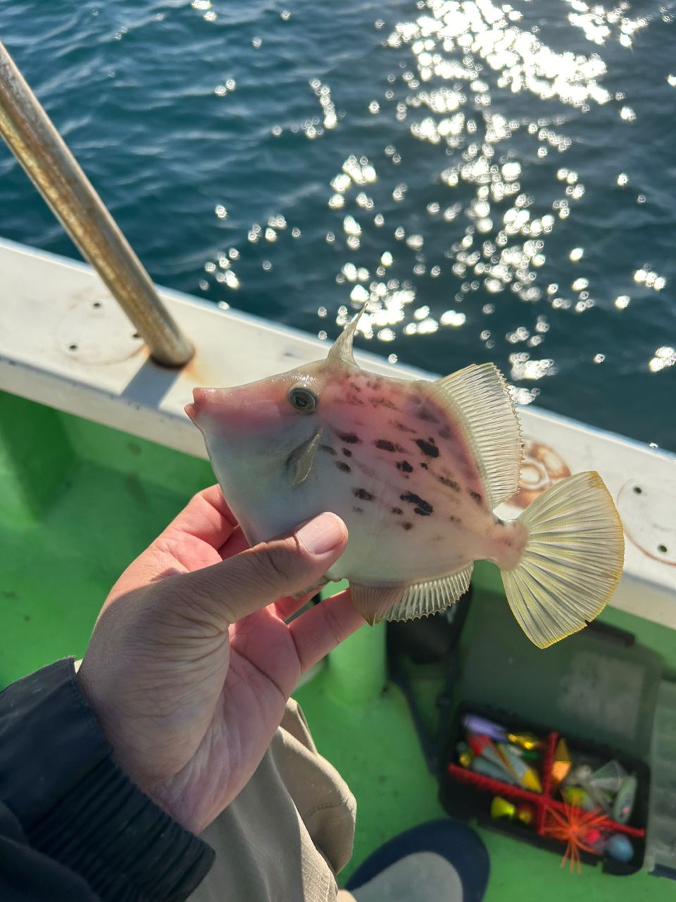 きンちゃンさんの釣果 3枚目の画像