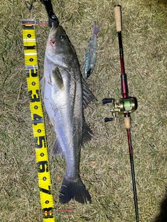 シーバスの釣果