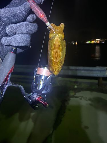 コウイカの釣果