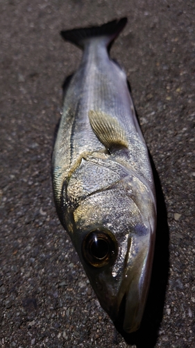 セイゴ（マルスズキ）の釣果