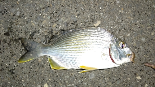 ヘダイの釣果