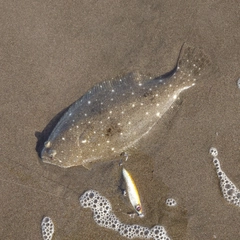 ソゲの釣果