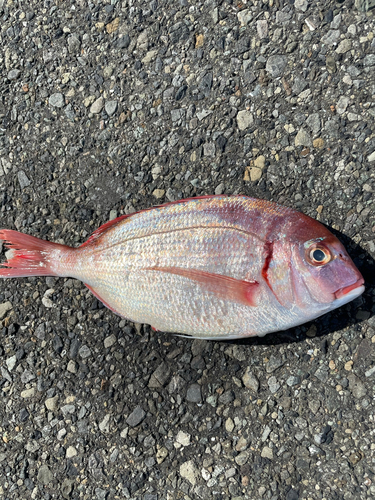 レンコダイの釣果