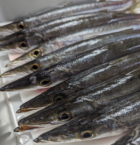 ヤマトカマスの釣果